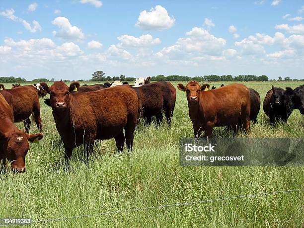소 가축에 대한 스톡 사진 및 기타 이미지 - 가축, 구름, 동물