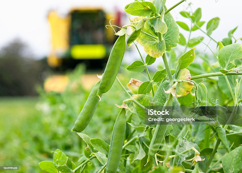 Raccolta di piselli - Foto stock royalty-free di Piselli freschi