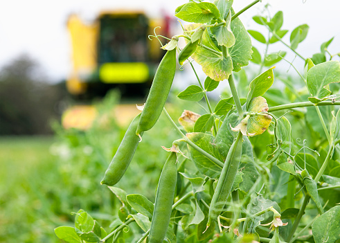 Close up of ripe green peas in the foreground with a pea harvester approaching in the background.
