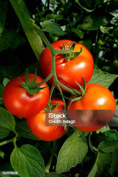 Photo libre de droit de Tomates banque d'images et plus d'images libres de droit de Serre - Serre, Tomate, Agriculture