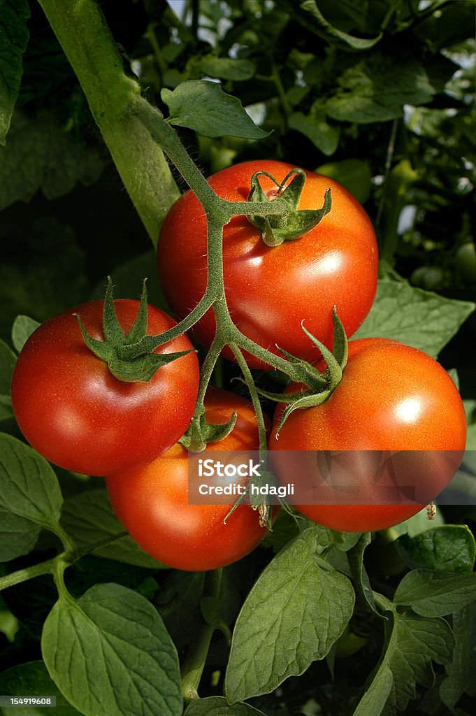 Tomates - Foto de stock de Estufa royalty-free