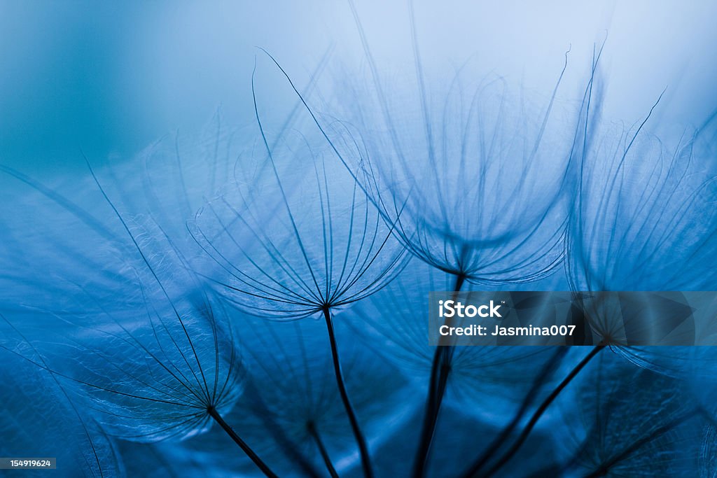 Aigrette de pissenlit - Photo de Automne libre de droits