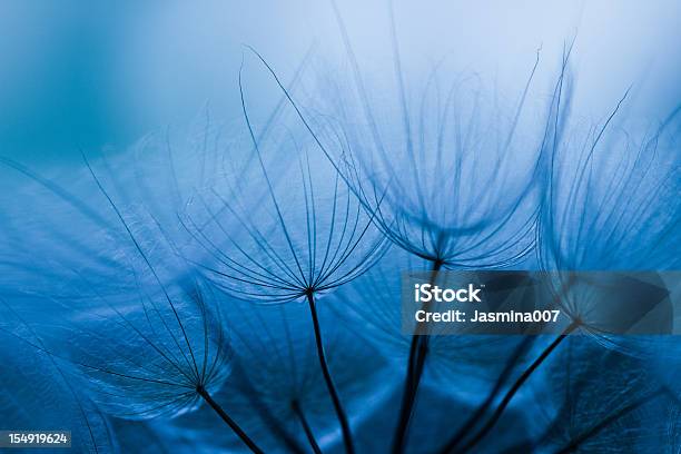 Photo libre de droit de Aigrette De Pissenlit banque d'images et plus d'images libres de droit de Automne - Automne, Contre-jour, Fleur de pissenlit