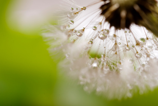 Dandelion with rain drops and green background, copy space