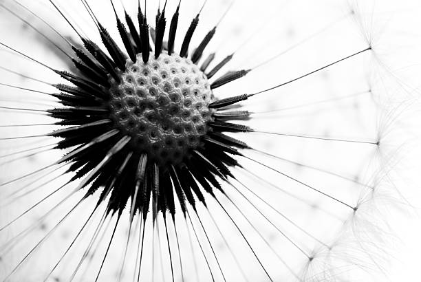 Dandelion Beautiful dandelion flower rendered in black and white and with white background dandelion photos stock pictures, royalty-free photos & images
