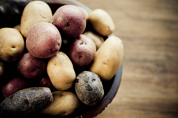 multicolored batatas - fingerling imagens e fotografias de stock