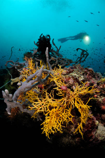 istock Diver in the underwater world 154919834