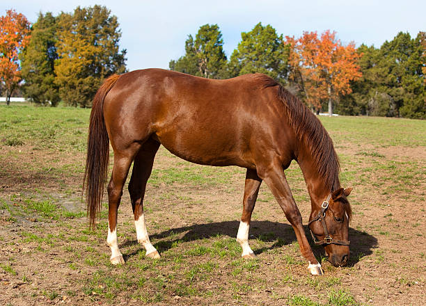 Thoroughbred Racehorse Grazing in a field in the bright sunlight
