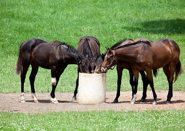 Thoroughbred Racehorses Eating Grain
