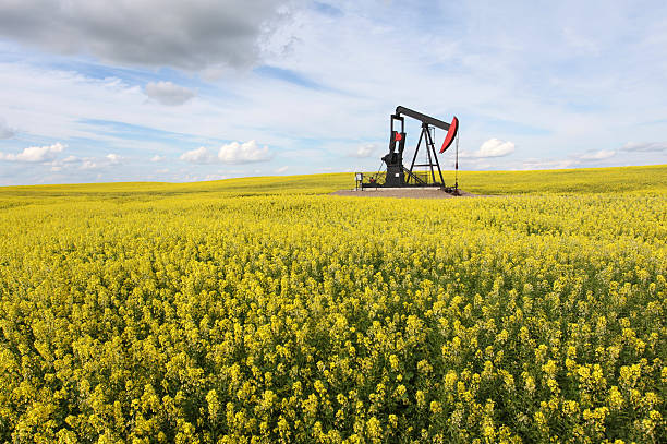 Pumpjack in Canola Field in Alberta Canada