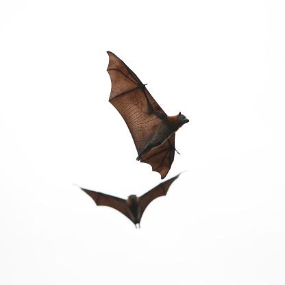 Two bats in mid air. These are grey headed flying foxes. Veins are visible in the wings of the animal closest to camera. Image shot in Melbourne, Australia against a cloudy sky.
