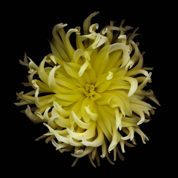 istock Yellow Spider Dahlia 154920015