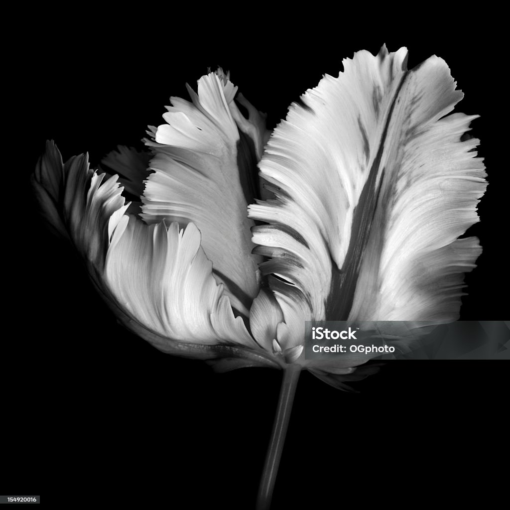 Monocrhome Parrot Tulip A monochrome parrot tulip isolated on a black background. Black And White Stock Photo