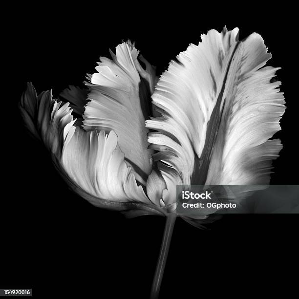 Monocrhome Parrot Tulip Stock Photo - Download Image Now - Black And White, Flower, Photography