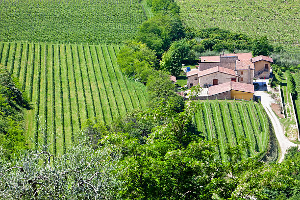 Valpolicella is a vast hilly area between the city of Verona and Lake Garda, in the northern side of Italy. It is a fertile countryside that for centuries has been cultivated under vines producing Valpolicella, Amarone and Recioto, wines that are renowned and appreciated the whole world over. Valpolicella, Verona province, Italy. Canon EOS 5D Mark II
