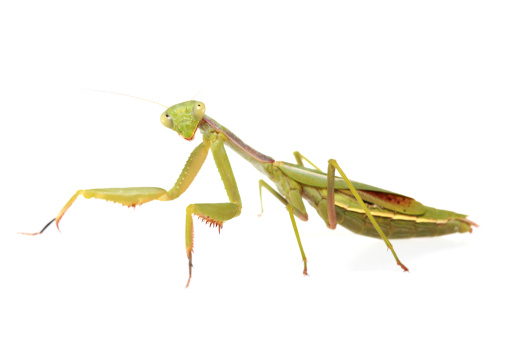 green mantis eats a grasshopper. Macro photo, selective focus.