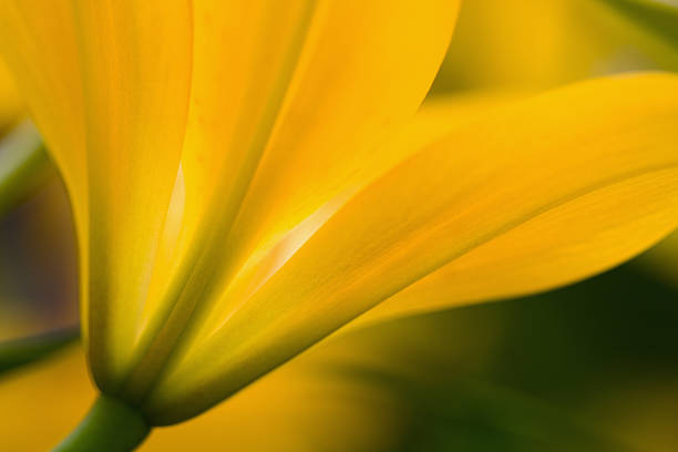 Vibrant Golden Yellow Lily stock photo