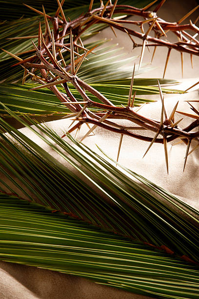 This picture could really hurt. These thorns are very large, and sharp. (no white space has been added).