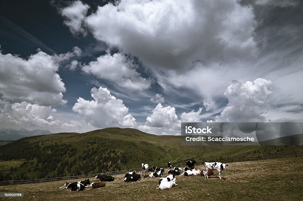 Pastar vacas en las montañas - Foto de stock de Agricultura libre de derechos