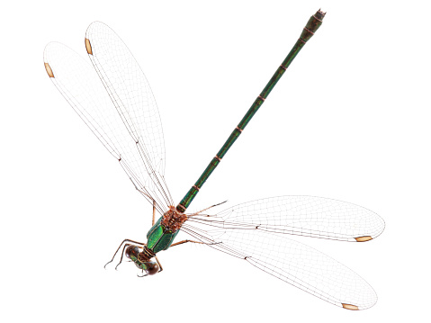 A remarkable close-up shot of a common darter dragonfly perching on dry grass and facing the camera.