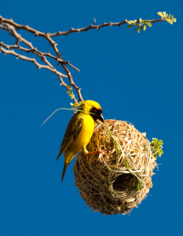 Southern Masked Weaver or African Masked Weaver (Ploceus velatus) Bird building its nest in Namibia, Southern Africa. This bird is common in Namibia, South Africa, Zimbabwe, Mozambique, Lesotho and Swaziland.