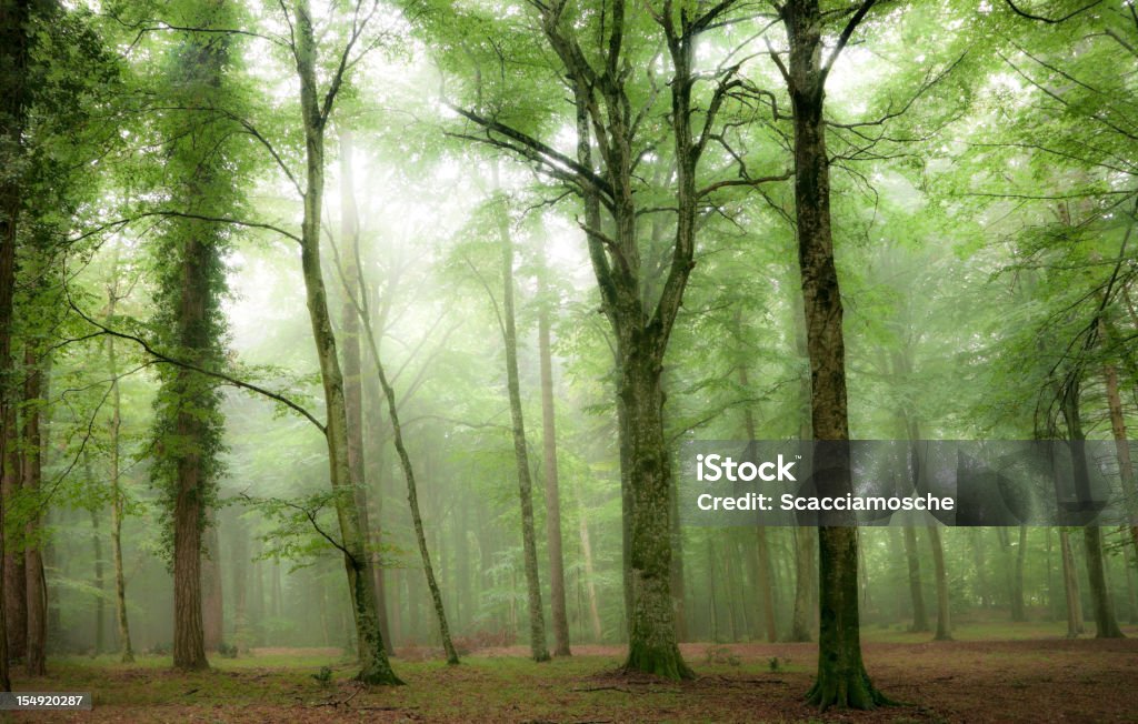 Fog and light in the forest Forest Stock Photo