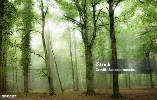 Fog And Light In The Forest Stock Photo - Download Image Now - Forest, Beech Tree, Boreal Forest