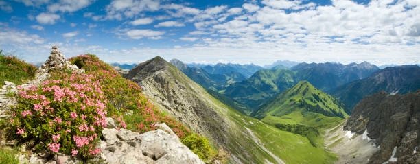 montanha azalea- alpes, tiro, áustria - european alps tirol rhododendron nature - fotografias e filmes do acervo