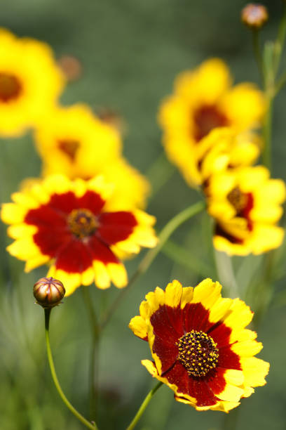 istock Girl eye flowers 154920472