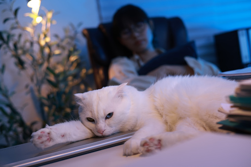 the cute white cat on lie down on the table with a paper stack in her boss background  who tried working late at night in the chair