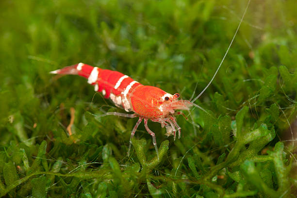 Crystal Red shrimp ( Caridina cf. cantonensis ) on moss in an aquarium