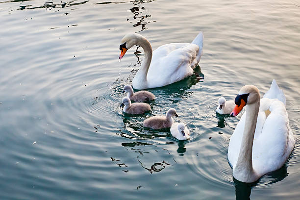 Swan Family. Lazise, Lake Garda, Italy.