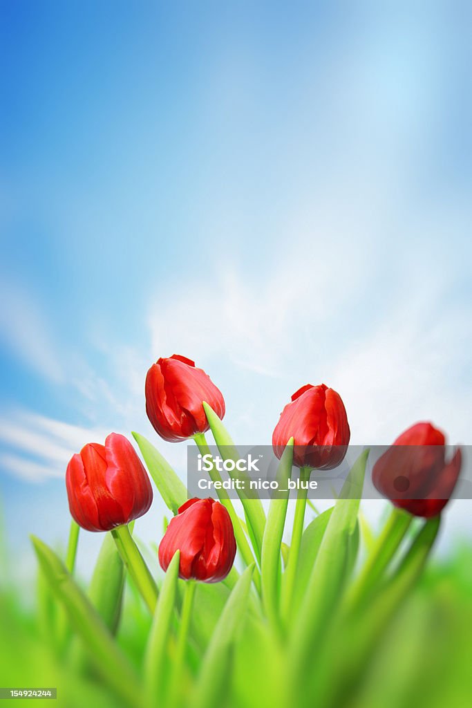 Rote Tulpen - Lizenzfrei Blau Stock-Foto