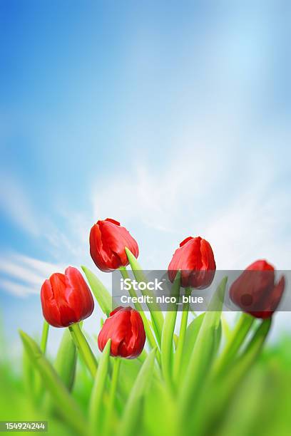 Rote Tulpen Stockfoto und mehr Bilder von Blau - Blau, Farbbild, Fotografie
