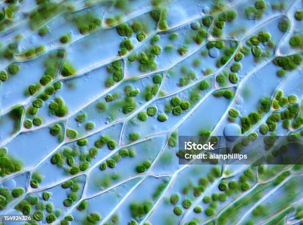 Moss Leaf Komórek - zdjęcia stockowe i więcej obrazów Błona komórkowa - Błona komórkowa, Komórka roślinna, Biologia - Nauka