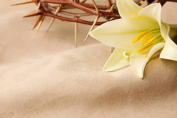 Photo of Easter Lily and Crown of Thorns