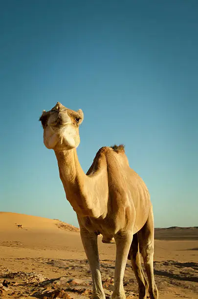 Photo of Camel in Libyan desert