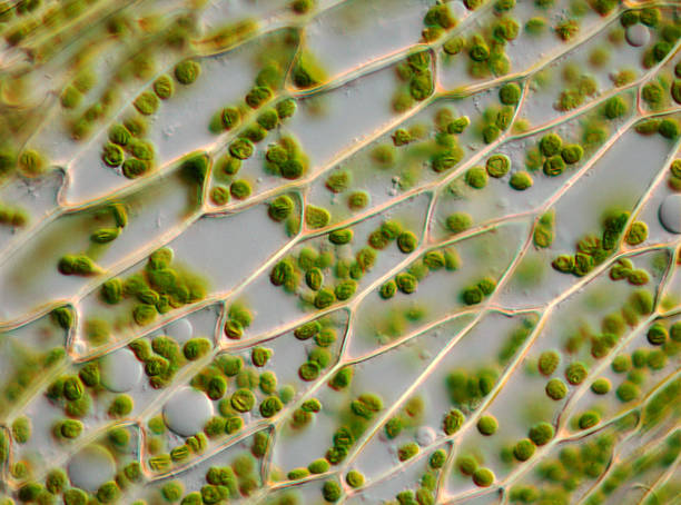 mikroskop bild von moss blatt hautzellen und chloroplasts - wissenschaftliche mikroskopische aufnahme stock-fotos und bilder