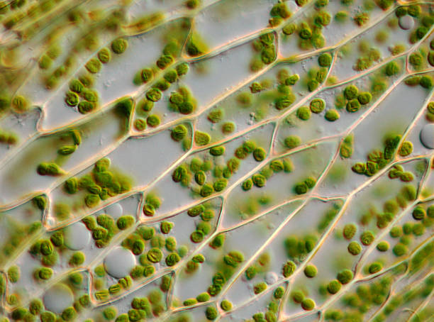 microscopio, image of moss leaf células y chloroplasts - chlorophyll fotografías e imágenes de stock