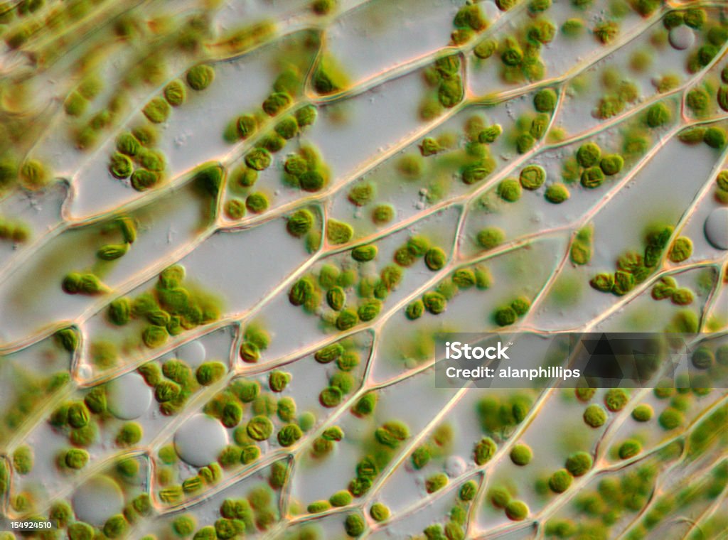 Microscopio immagine di moss Foglia di cellule e chloroplasts - Foto stock royalty-free di Cellula della pianta