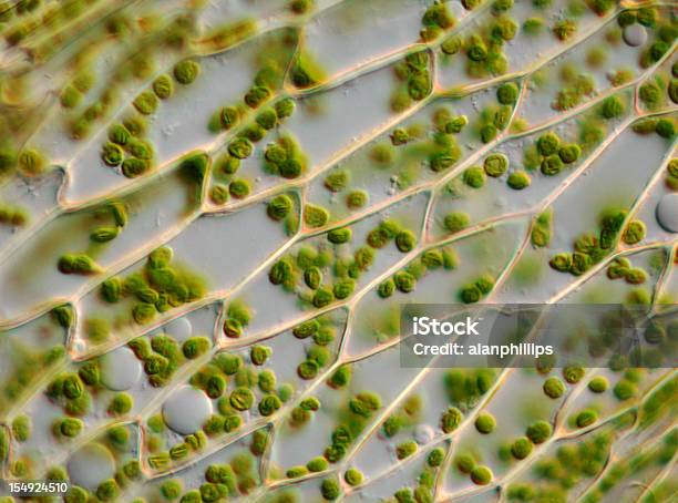 Microscopio Immagine Di Moss Foglia Di Cellule E Chloroplasts - Fotografie stock e altre immagini di Cellula della pianta