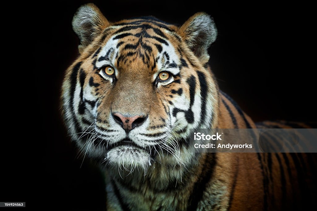 Schöne männliche Tiger XXXL - Lizenzfrei Bedrohte Tierart Stock-Foto