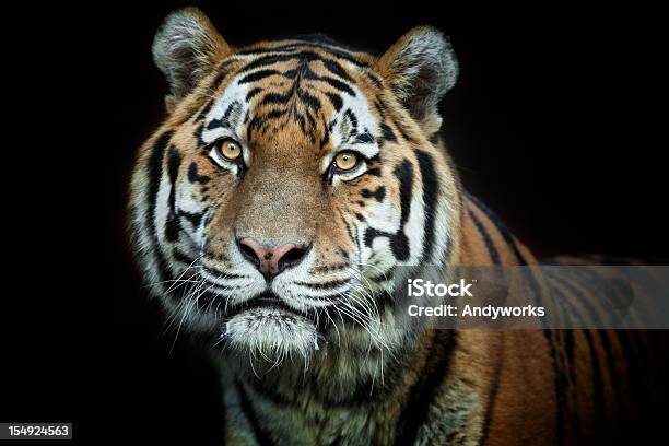 Schöne Männliche Tiger Xxxl Stockfoto und mehr Bilder von Bedrohte Tierart - Bedrohte Tierart, Einzelnes Tier, Farbbild