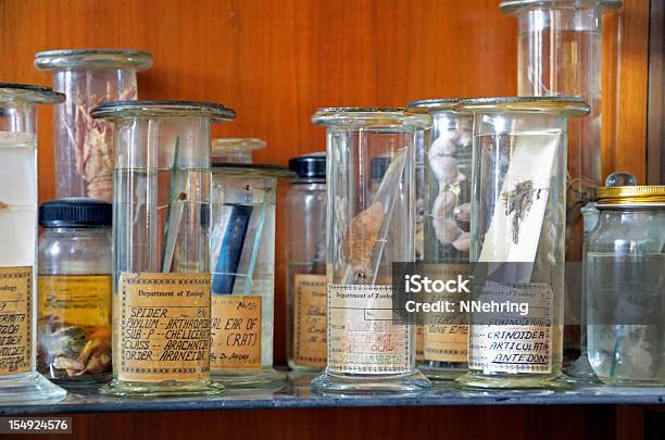 Zoology Obtención De Muestras En Frascos De Foto de stock y más banco de imágenes de Formaldehido - Formaldehido, Contenedor de muestras, Museo