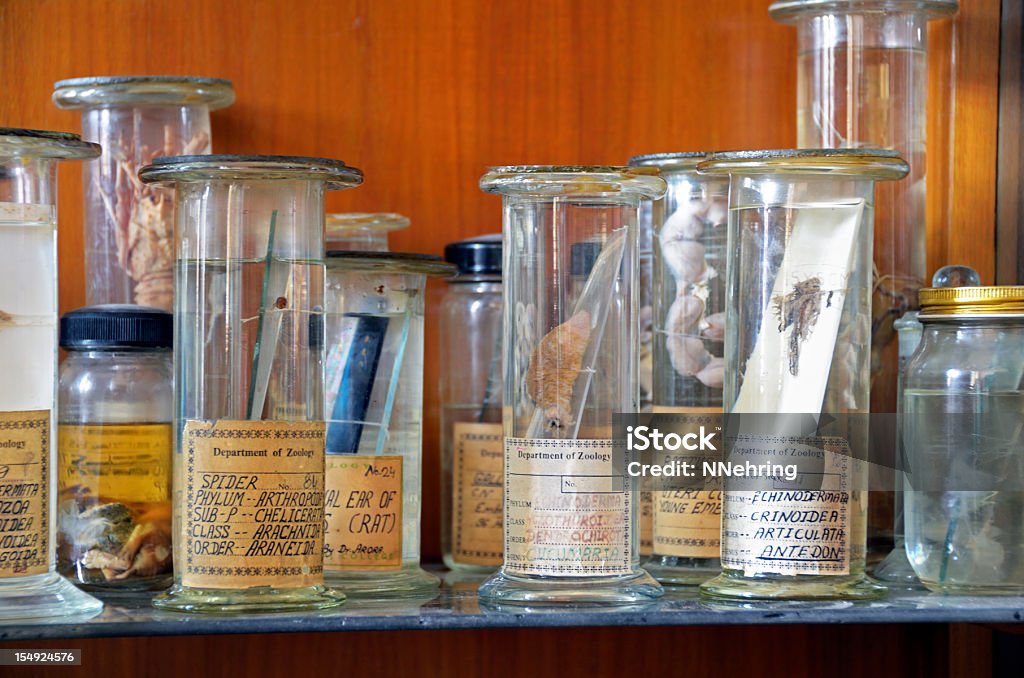 zoology specimens in collection jars Preserved zoology specimens in university collection. Formaldehyde Stock Photo