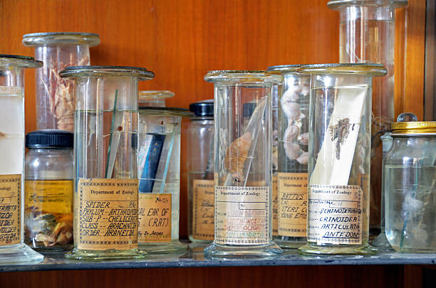 coleção espécimes zoology em potes - specimen holder fotos - fotografias e filmes do acervo