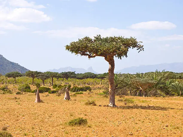 myrrh tree (Commiphora myrrha is a tree in the Burseraceae family) from Socotra island, Yemen wizh small bottel trees at background.