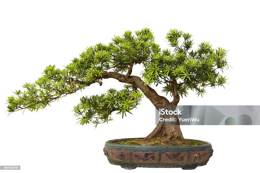 Kusamaki Bonsai Tree: Mastering the Art of Miniature Trees