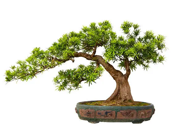 Photo of Podocarpus macrophyllus (Kusamaki or Inumaki) Bonsai