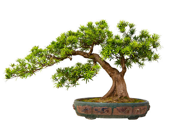 podocarpus macrophyllus (คุซามากิหรืออินุมากิ) บอนไซ - bonsai tree ภาพสต็อก ภาพถ่ายและรูปภาพปลอดค่าลิขสิทธิ์